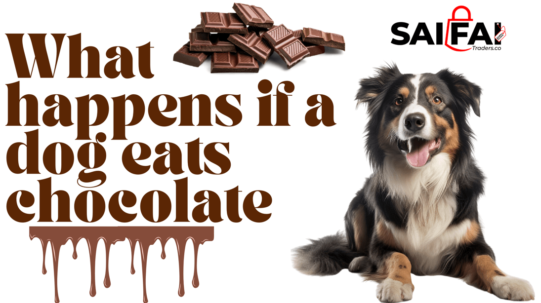 What happens if a dog eats chocolate